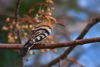 All aflutter over hoopoe